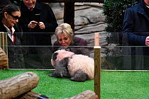 Brigitte Macron, wife of the French president, and Françoise Delord, founder of the Beauval ZooParc, looking at panda cub Yuan Meng (Ailuropoda melanoleuca) at naming ceremony of the 4-month-old pand...