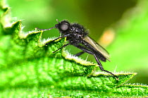 St.Mark's fly (Bibio marci) at rest. Dorset, England, UK April.