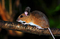 Wood mouse (Apodemus sylvaticus) climbing on hazel branch. Dorset, UK, September.