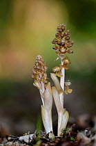Birdsnest orchid (Neottia nidus-avis) in flower, Dorset, UK May.