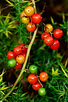 Black bryony (Dioscorea communis) berries, England, UK, September.