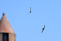 Common swifts (Apus apus) flying over rooftops, having just arrived after migration from African wintering grounds, Lacock, Wiltshire, UK, May.