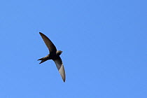 Common swift (Apus apus) flying overhead, having just arrived after migration from African wintering grounds, Lacock, Wiltshire, UK, May.