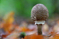 Parasol mushroom (Macrolepiota sp) before opening,  Vosges forest, France. October.
