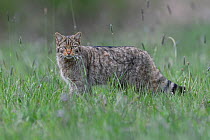 Wild cat (Felis silvestris) in grass,  Vosges, France, April.