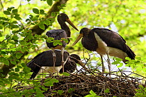 Black stork (Ciconia nigra) chicks on nest, Vosges, France, July.