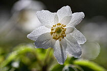Wood anemone (Anemone nemorosa) covered in dew drops, Vosges, France, March.