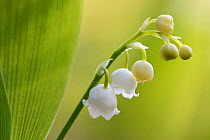 Lily of the valley (Convallaria majalis)  Vosges, France, April.