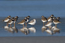 Common ringed plover (Charadrius hiaticula) flock standing in water, Brittany, France, October.
