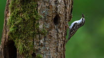 Eurasian treecreeper (Certhia familiaris) carrying invertebrate prey to nest in tree trunk, Vosges, France, April.