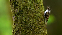 Eurasian treecreeper (Certhia familiaris) carrying invertebrate prey, to nest in tree trunk, Vosges, France, May.
