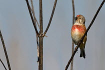 Common linnet (Linaria cannabina) male in breeding plumage, Vosges, France, April.