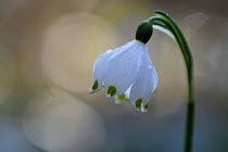 Spring snowflake flower (Leucojum vernum) with bokeh effect,  Vosges, France, March.