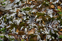 Wood pigeon (Columba palumbus) feathers scattered on forest floor after predator had caught it, Vosges, France, April.