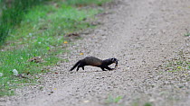Polecat (Mustela putorius)  crossing track with frog prey in mouth,  Vosges, France, August.