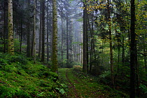 Track through fir forest in autumn, Vosges mountain, France, October.