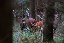 Red deer (Cervus elaphus) stag roaring, with hinds nearby amongst forest trees,  Vosges, France, September.