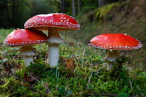 Fly agaric (Amanita muscaria) Vosges forest, France, September.