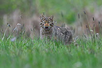 Wild cat (Felis silvestris) hissing, looking at the camera, Vosges, France, April.