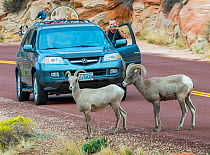 Tourists vehicle stopped in road by Desert bighorn sheep  (Ovis canadensis nelsoni) crossing,  Zion National Park,  Utah, USA, October 2012.