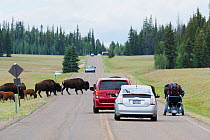 Herd of Bison (Bison bison) blocking the road, De Motte Park, Arizona, USA, July 2013.