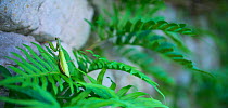 European mantis (Mantis religiosa) female on fern, Cantabria, Spain. September.