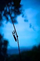European mantis (Mantis religiosa)female silhouetted, Cantabria, Spain.