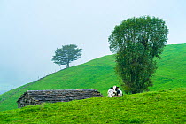 Cow near Cabanas Pasiega and meadows, Miera Valley, Cantabria, Spain. October 2017.