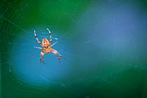 Garden cross spider (Araneus diadematus) on web, Redes Natural Park, Asturias, Spain. August.