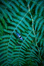 Rosalia longicorn (Rosalia alpina), on fern, Redes Natural Park, Caso Council, Asturias, Spain.