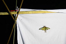 Spanish moon moths (Graellsia isabellae) male attracted to brightly lit white sheet at night during scientific research, The Ports Natural Park, Catalonia, Spain. June.