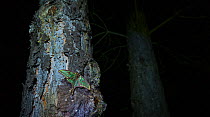Spanish moon moth (Graellsia isabellae) male on tree trunk at night. The Ports Natural Park, Catalonia, Spain, June.