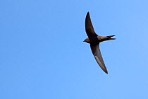 Common swift (Apus apus) flying overhead, Lacock, Wiltshire, UK, May 2018.