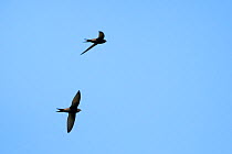 Common swift  (Apus apus) two flying overhead, Lacock, Wiltshire, UK, May 2018.