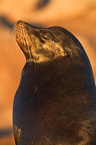 Californian sea lion (Zalophus californianus) male, Los Islotes, Espiritu Santo Island Biosphere Reserve, Gulf of California (Sea of Cortez), Baja California Peninsula, Mexico, February