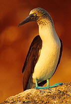 Blue-footed booby (Sula nebouxii), Isabel Island National Park, Sea of Cortez (Gulf of California), Mexico, December