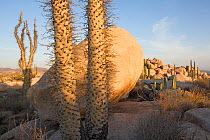 Boojum tree (Fouquieria columnaris), Valle de los Cirios Biosphere Reserve, Sonoran Desert, Baja California Peninsula, Mexico, May