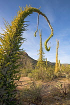 Boojum tree (Fouquieria columnaris), Sonoran Desert, Valle de los Cirios Biosphere Reserve, Baja California Peninsula, Mexico, March