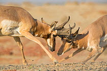 Peninsular pronghorn antelope (Antilocapra americana peninsularis) bucks fighting for dominance. Captive at  Peninsular Pronghorn recovery project, Vizcaino Biosphere Reserve, Baja California Peninsul...
