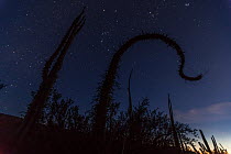 Boojum tree (Fouquieria columnaris) at night with the Orion Constellation, Sonoran Desert, Valle de los Cirios Biosphere Reserve, Baja California Peninsula, Mexico, March