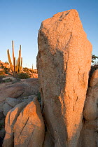 Granite formation and Sonoran Desert, Catavi, Valle de los Cirios Biosphere Reserve, Baja California Peninsula, Mexico, March