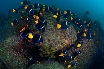 King angelfish (Holacanthus passer), San Pedro Martir Island Protected Area, Gulf of California (Sea of Cortez), Mexico, July