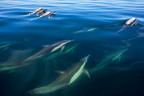 Long-beaked common dolphin (Delphinus capensis), Bahia de los Angeles Biosphere Reserve, Gulf of California (Sea of Cortez), Mexico, July