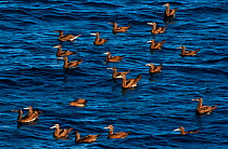 Brown booby (Sula leucogaster), San Pedro Martir Island Protected Area, Gulf of California (Sea of Cortez), Mexico, July