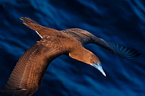 Brown booby (Sula leucogaster) flying over San Pedro Martir Island Protected Area, Gulf of California (Sea of Cortez), Mexico, July
