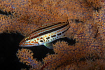 Goldspotted sand bass (Paralabrax auroguttatus), Angel de la Guarda Island Protected Area, Gulf of California (Sea of Cortez), Mexico, July