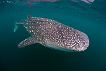 Whale shark (Rhincodon typus) with motorboat cut scar,  Bahia de los Angeles Biosphere Reserve, Gulf of California (Sea of Cortez), Mexico, July. Endangered species.