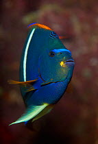 King angelfish (Holacanthus passer), Salsipuedes Island Protected Area, Gulf of California (Sea of Cortez), Mexico, July