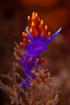 Spanish shawl nudibranch (Flabellina iodinea), Salsipuedes Island Protected Area, Gulf of California (Sea of Cortez), Mexico, July