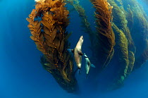 Californian sea lion (Zalophus californianus) in Giant kelp (Macrocystis pyrifera) forest, San Benitos Islands, Baja California Pacific Islands Biosphere Reserve, Baja California, Mexico, May